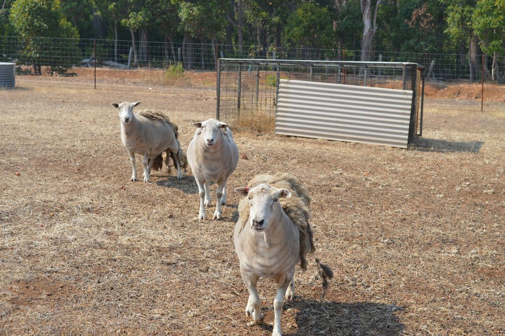 Jarrah Glen Cabins Nannup Eksteriør bilde